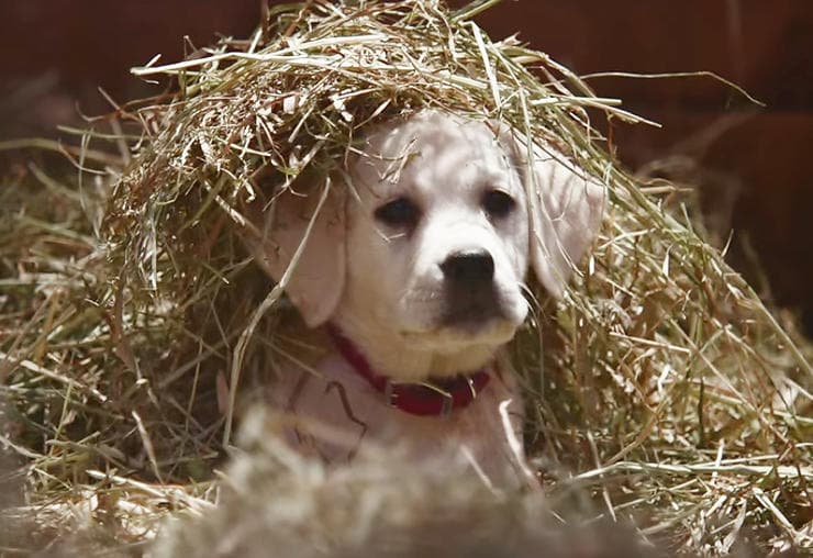 Budweiser Lost Dog