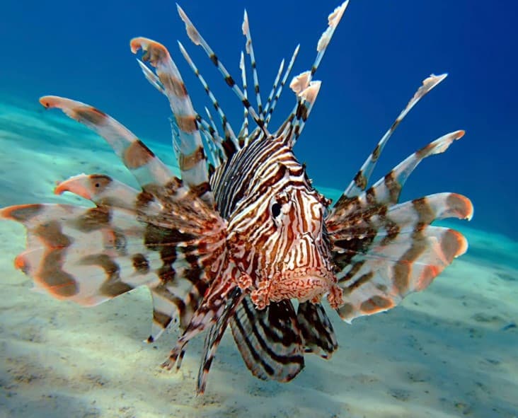 Lion Fish